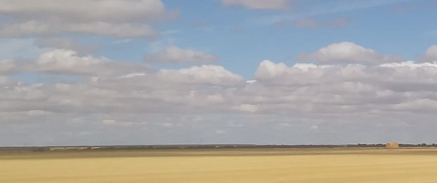campo de trigo y cielo